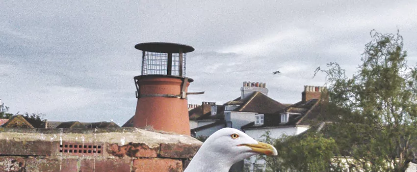 Chimney Cap Bird Guard Repair in Wood Buffalo, Alberta
